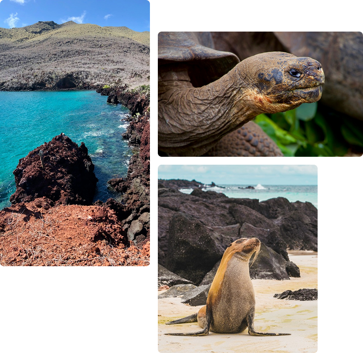 Tortuga de galapagos